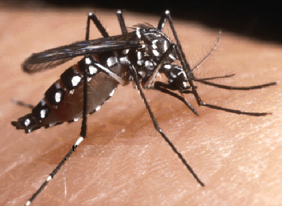 vita zanzara