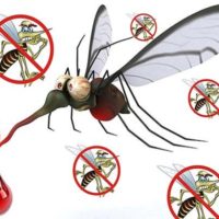 7 motivi per cui si viene punti dalla zanzare molto di più di chiunque altro